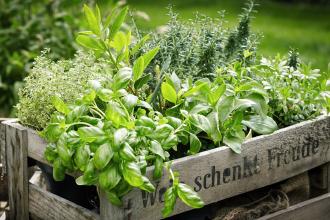 Various herbs in a wooden crate outside in garden